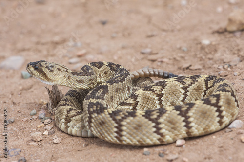 Crotalus molossus is a venomous pit viper species found in the southwestern United States and Mexico. Macro portrait. Common names: black-tailed rattlesnake, green rattler, Northern black-tailed