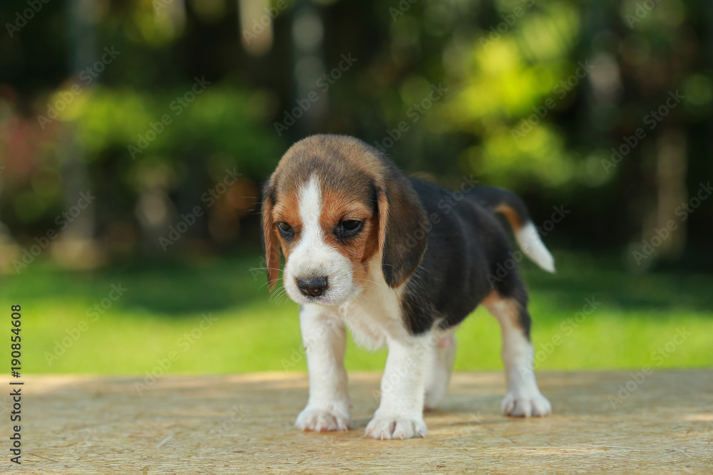 1 month beagle puppy action in natural green background