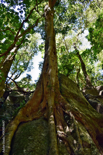 Huge rainforest tree in Bunya National Park
