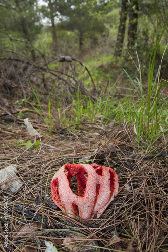 Clathrus ruber is a species of fungus in the stinkhorn family, and the type species of the genus Clathrus. It is commonly known as the latticed stinkhorn, the basket stinkhorn, or the red cage. photo