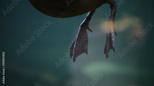 Duck legs moving and swimming underwater in a aquarius photo