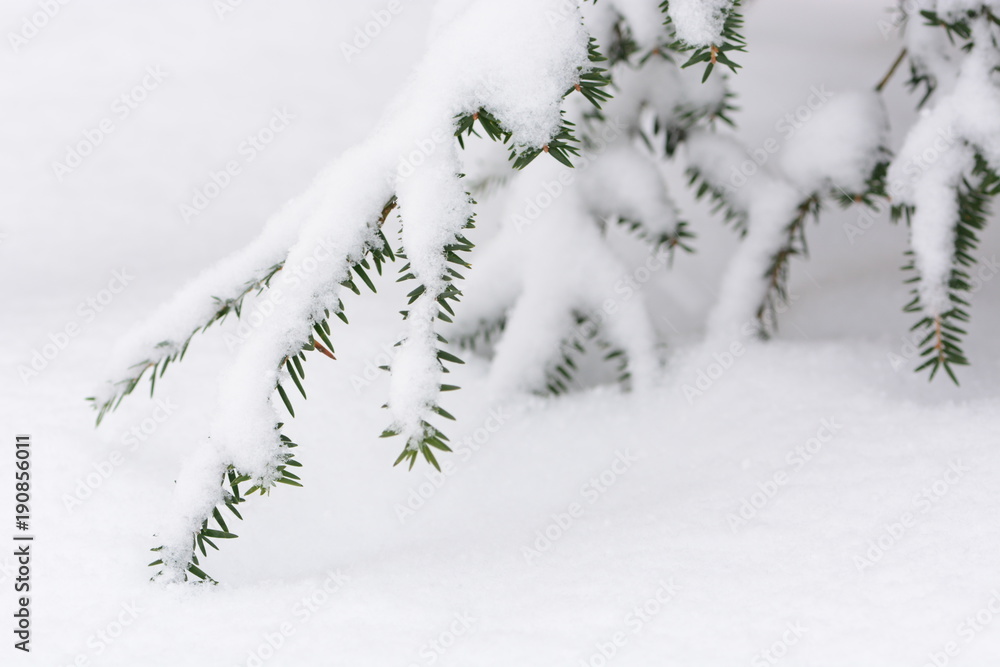 Snowy fir branch