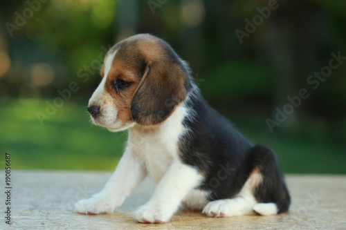 Hurt him eye Beagle puppy in natural green background 