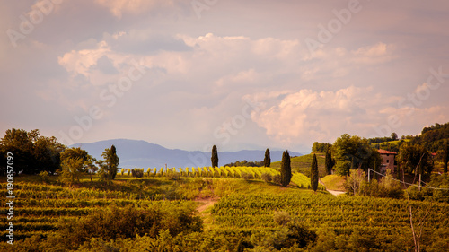 Fototapeta Naklejka Na Ścianę i Meble -  Sunset in the vineyards of Rosazzo