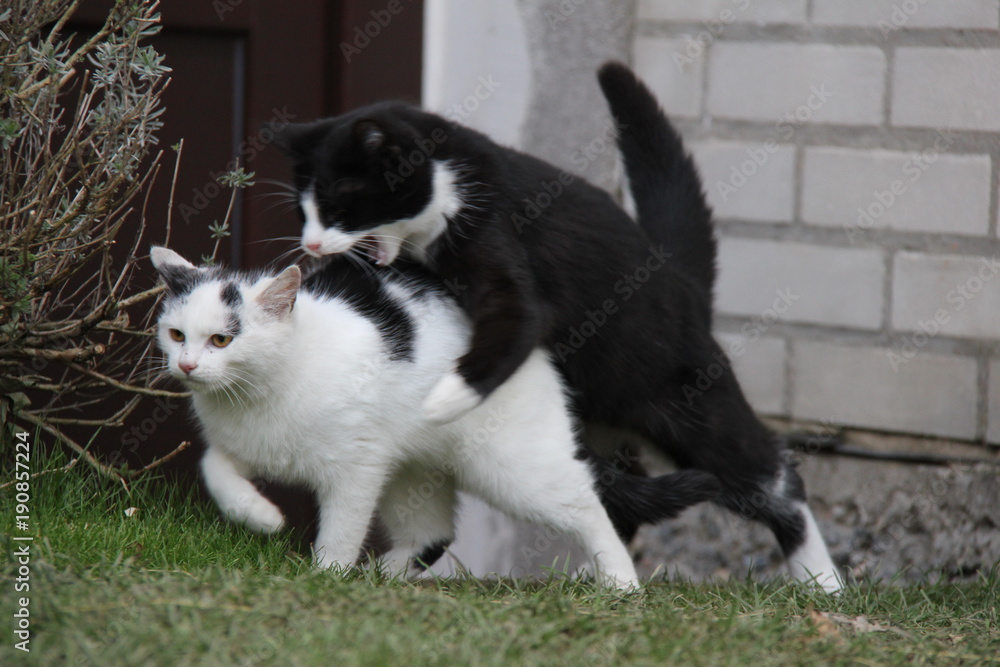 Playing kittens in the garden.