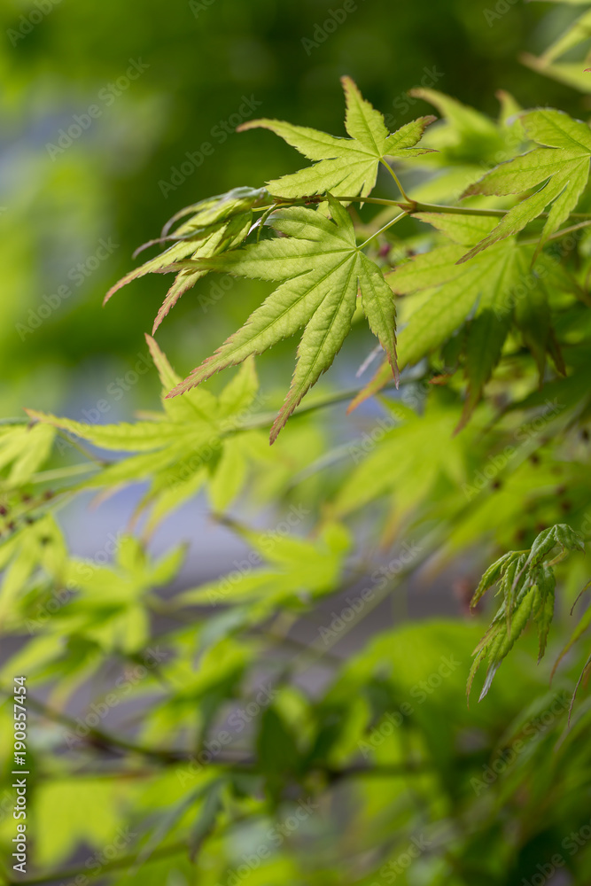 緑のモミジ 緑のモミジ