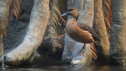 Duck in the shore of a lake photo