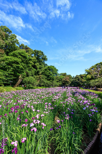 花菖蒲