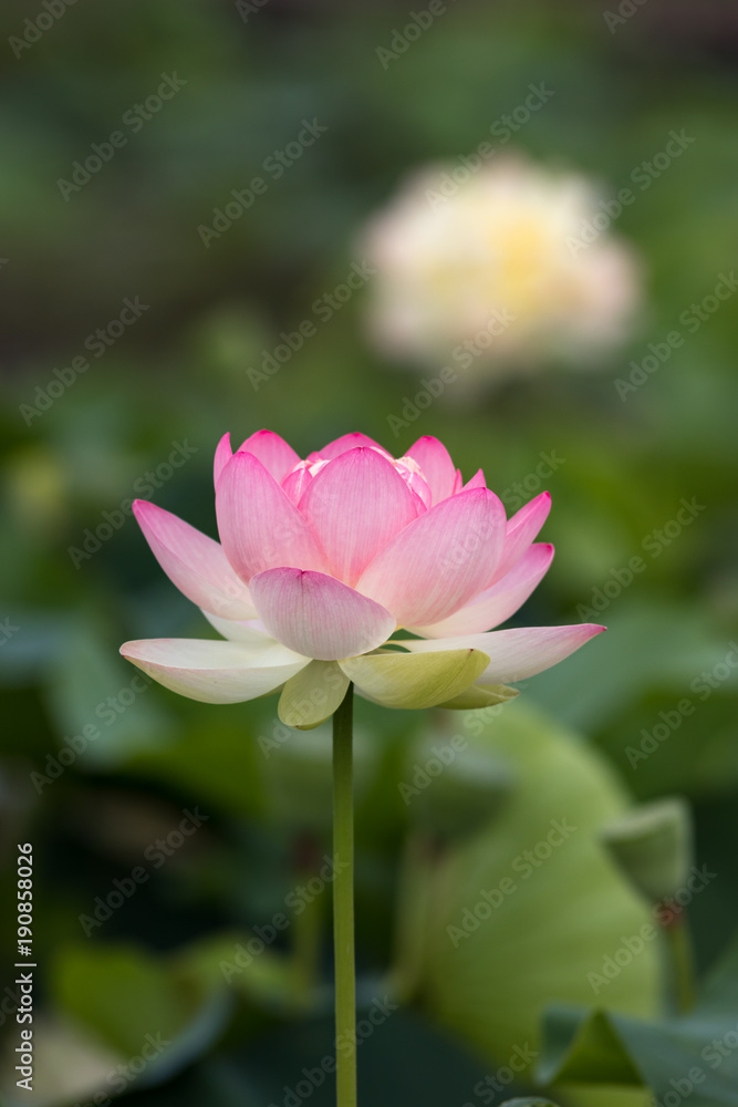 蓮の花 蓮の花