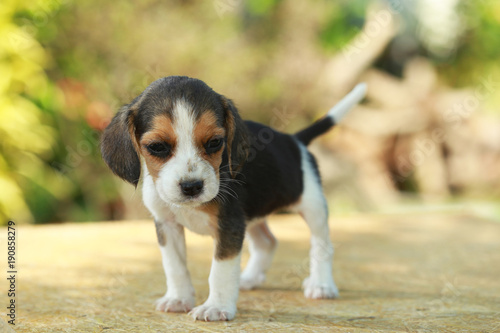 skinny beagle puppy in natural green background