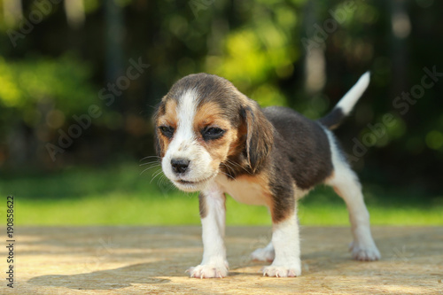 skinny beagle puppy in natural green background