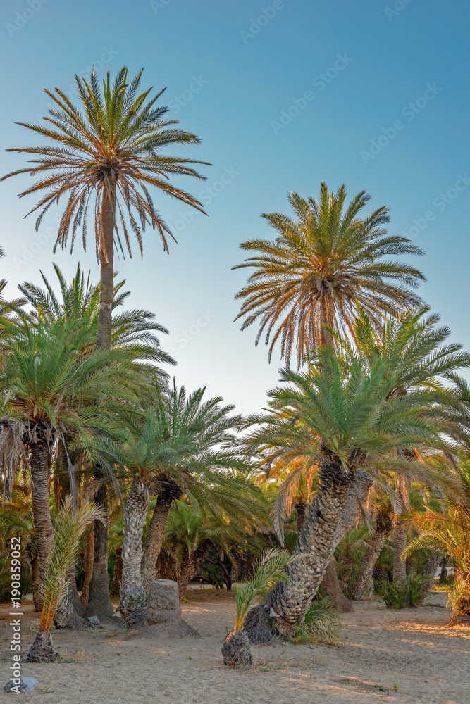 Palm trees on sand beach