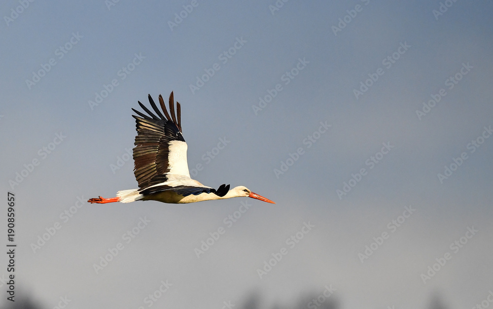 weißstorch im Flug - ciconia ciconia