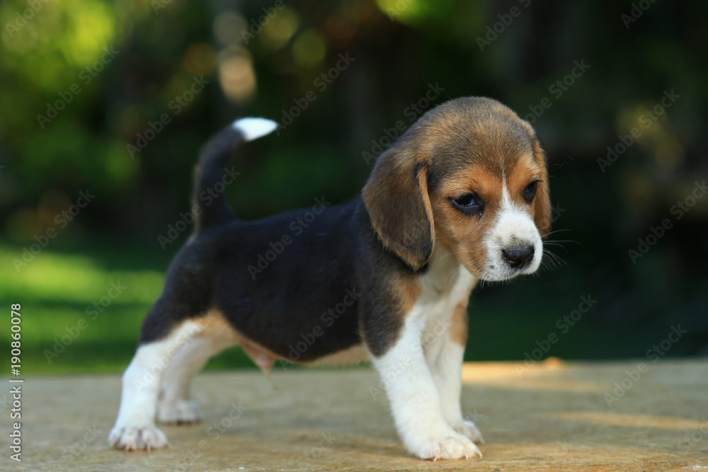 1 month beagle puppy action in natural green background 1 month beagle puppy action in natural green background
