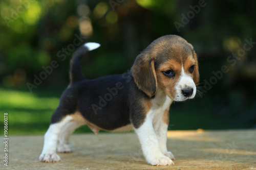 1 month beagle puppy action in natural green background © Sigma s