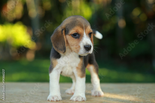 1 month beagle puppy action in natural green background