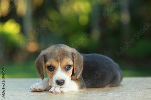 1 month beagle puppy action in natural green background