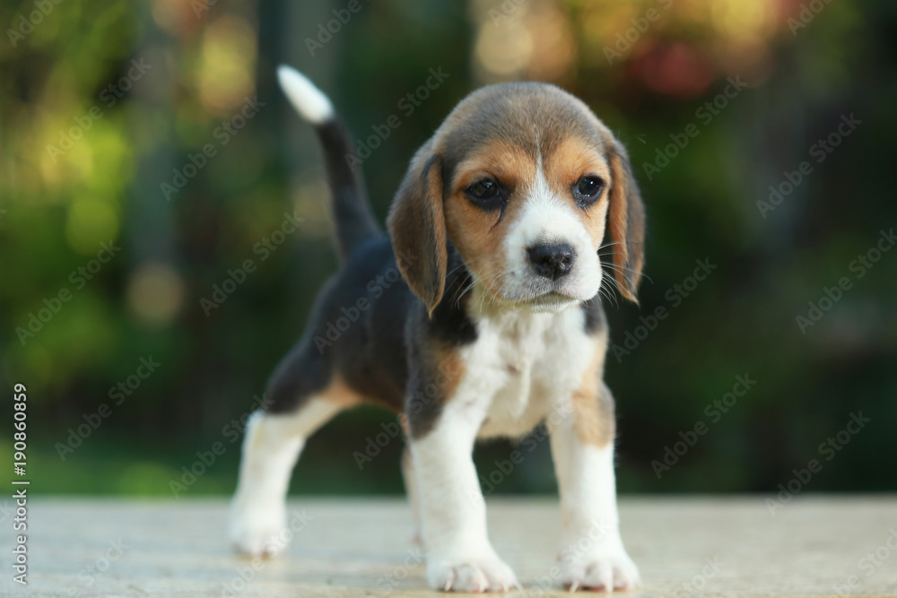 1 month beagle puppy action in natural green background