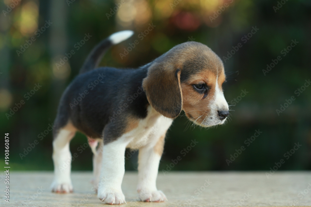 1 month beagle puppy action in natural green background 1 month beagle puppy action in natural green background