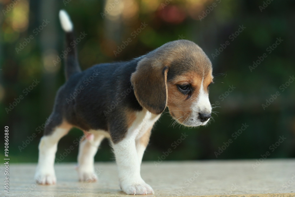 1 month beagle puppy action in natural green background 1 month beagle puppy action in natural green background