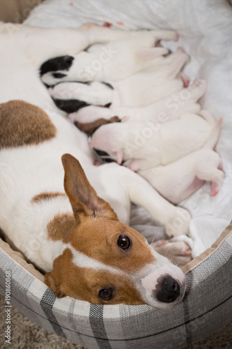 Fototapeta Naklejka Na Ścianę i Meble -  dog feeds the puppies,  Jack Russell Terrier