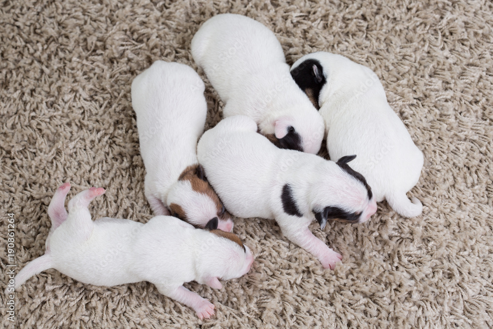 newborn puppies breed jack russel terrier sleeping newborn puppies breed jack russel terrier sleeping