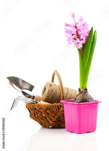 hyacinth flower with garden tools for seedlings on a white background