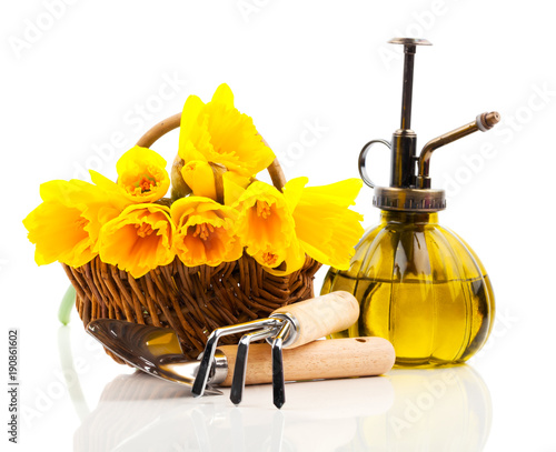 Fototapeta Naklejka Na Ścianę i Meble -  bouquet of narcissus flowers in a basket with garden tools, on a white background