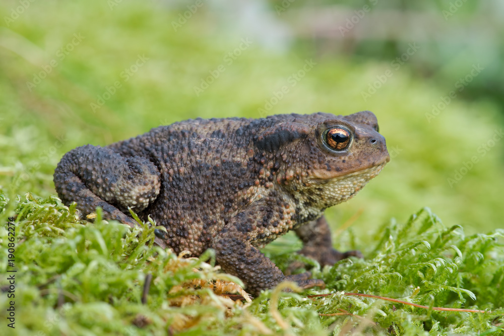 Common Toad (Bufo bufo)/Toad in thick green moss Common Toad (Bufo bufo)/Toad in thick green moss