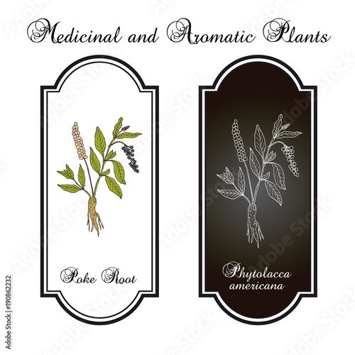 Poke root Phytolacca americana , or pokeweed, medicinal plant