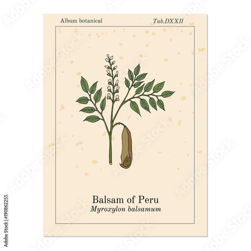 Balsam of Peru Myroxylon balsamum , medicinal plant
