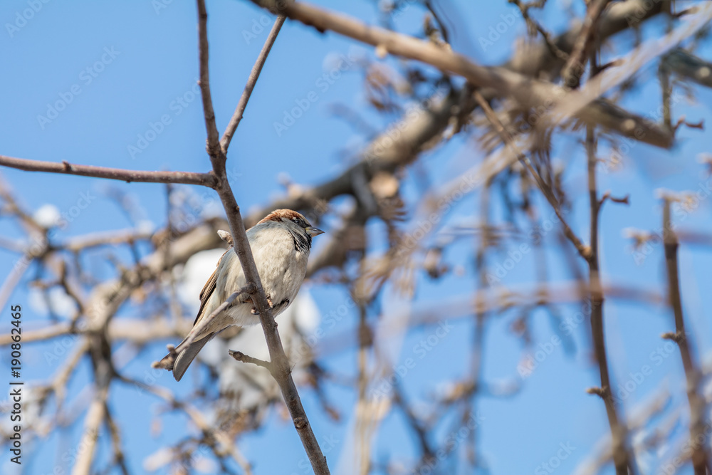 Sparrows on the branch. Sunny day. Blue sky. Beautiful early spring day. Sparrows on the branch. Sunny day. Blue sky. Beautiful early spring day.
