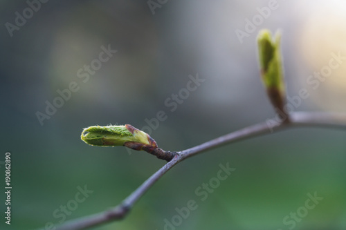 closeup of first spring leaves on tree