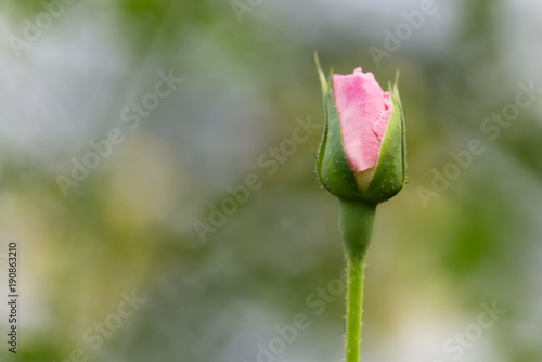 close up of pretty pink rose in the garden.