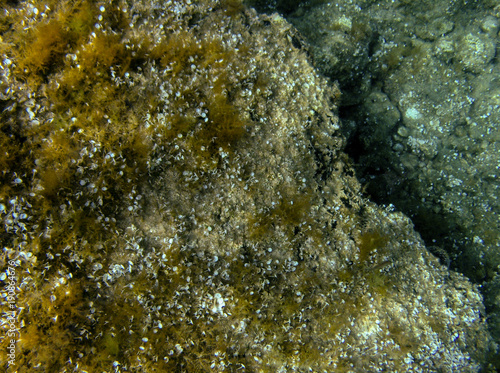 Underwater landcape in Hvar croatia