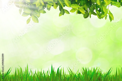 Green grass leaves on the Wooden floor bokeh green background textures and sunlight
