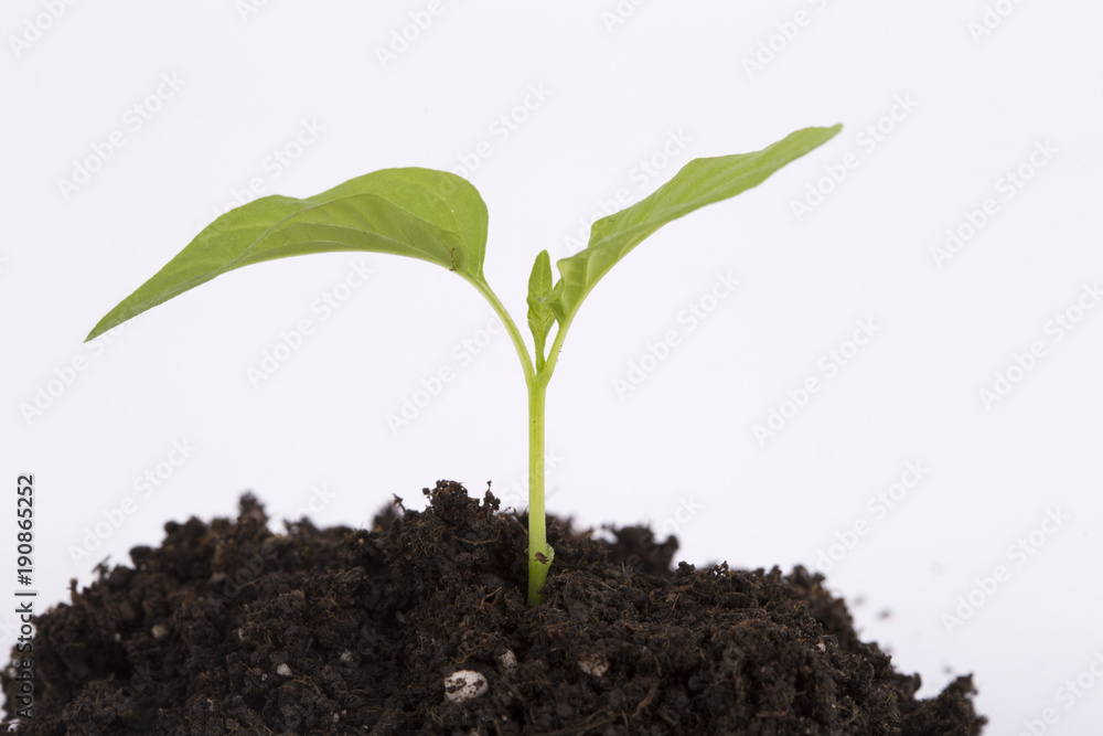 Sprouts white isolated background