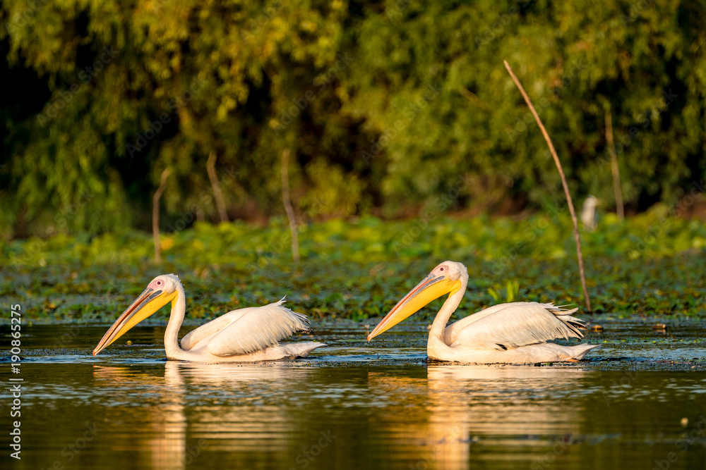 Pelican colony hunting for fish in Danube Delta Romania Pelican colony hunting for fish in Danube Delta Romania
