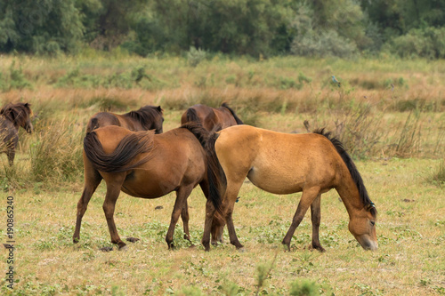 Letea Wild Free Horses in Danube Delta Romania © Calin Stan