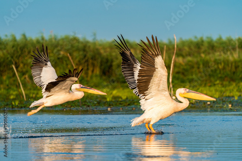 Pelican flying over water at sunrise in the Danube Delta