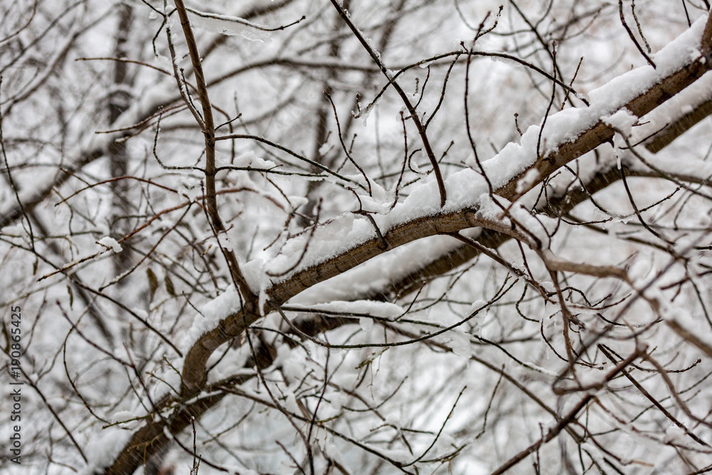 Snow-covered branches of trees during a winter snowfall

