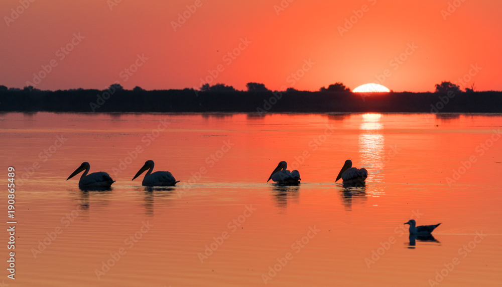Sunrise in Delta Dunarii (Danube Delta) with Pelican colony