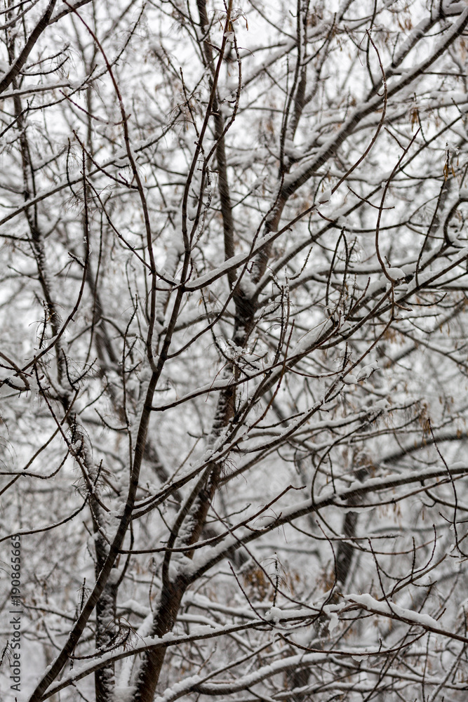 Snow-covered branches of trees during a winter snowfall
Snow-covered branches of trees during a winter snowfall