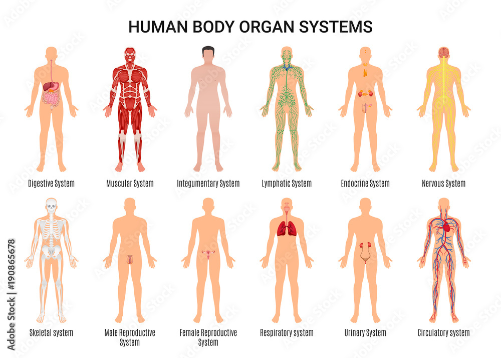 Human Body Organ Systems Poster - obrazy, fototapety, plakaty 