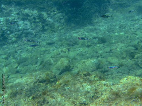 Fish colony ecosystem in Hvar Croatia