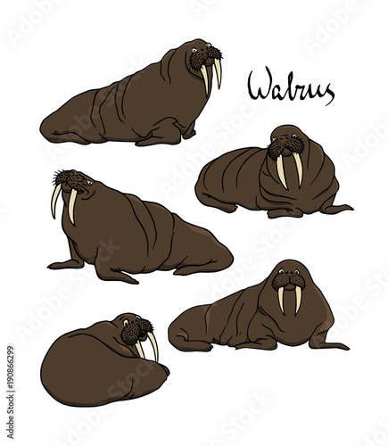 Hand drawn walruses
