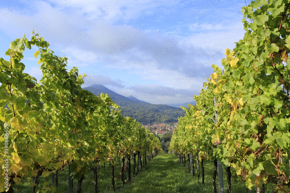 Vineyard fields palatine germany