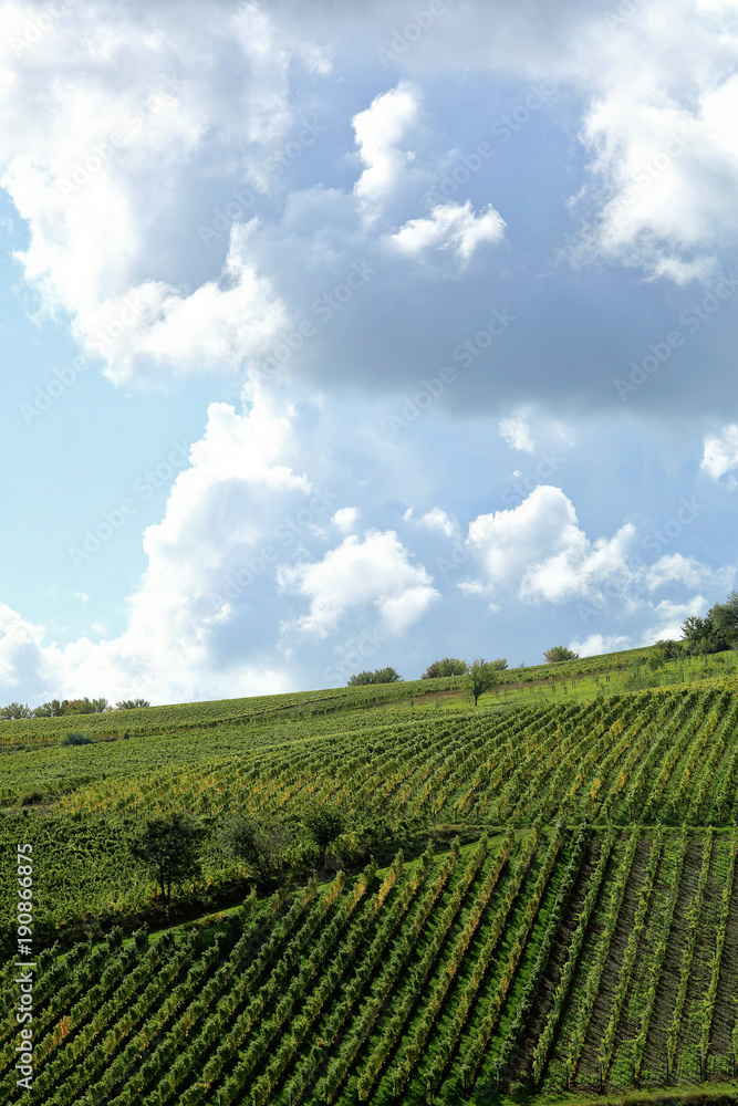 Wine fields germany palatine