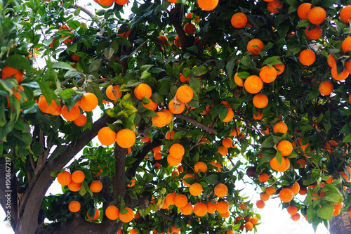 Orange Tree near the stone house. Ripe orange fruit.