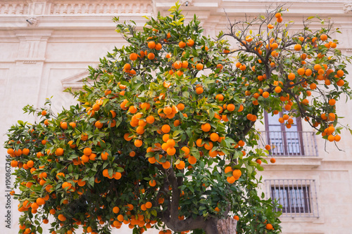 Orange Tree near the stone house. Ripe orange fruit.